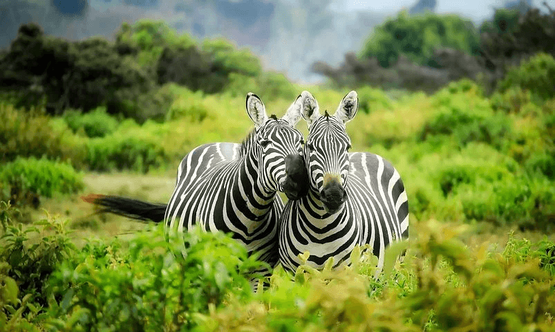migration des zebres