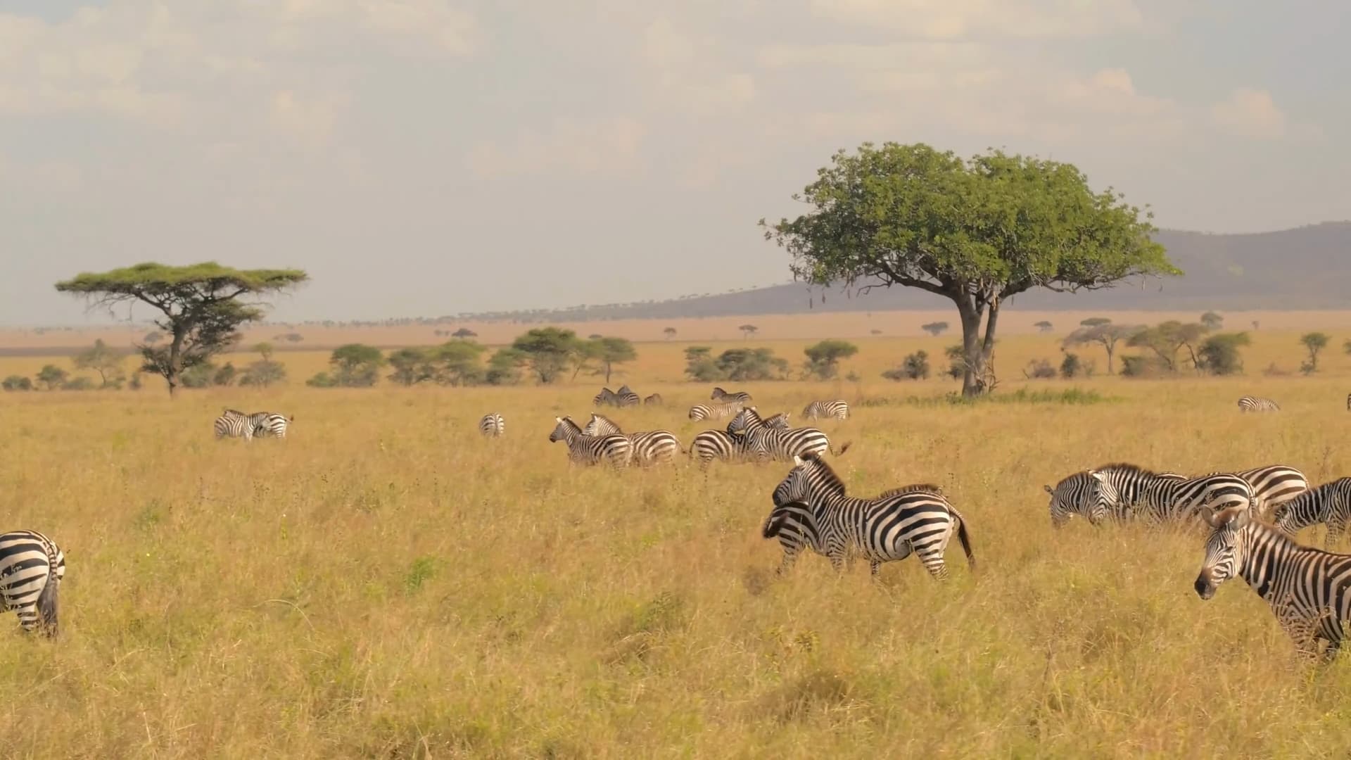 ¿Por qué elegir Botswana para un viaje a África?